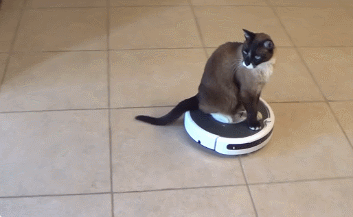 Cat on Roomba
